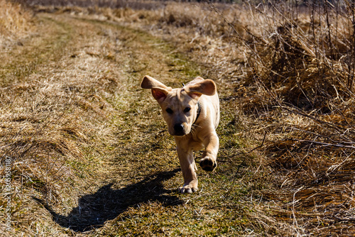 Cute young labrador retriever dog running at the meadow on early spring