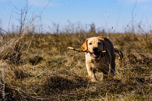 Cute young labrador retriever dog running with stick at the meadow on early spring