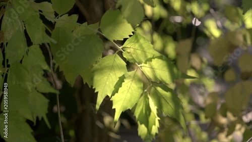 Natural background with translucent leaves and shadows on a summer day