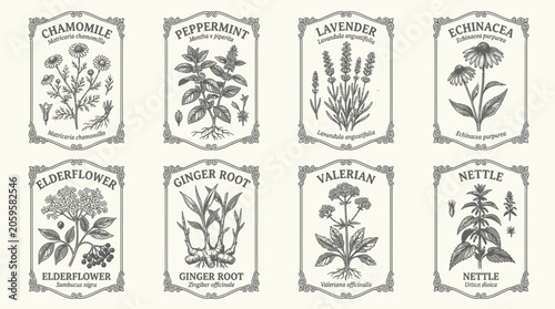 Vászonkép Vintage botanical herb labels with hand drawn medicinal plants
