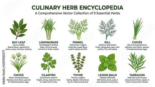 Fotografía Culinary herb encyclopedia set with botanical names and descriptions
