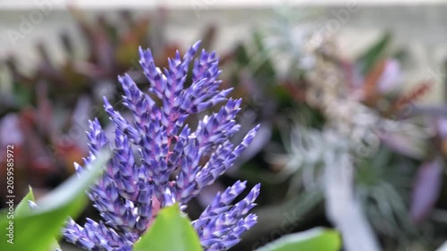Close-up of a colorful tropical Aechmea Blue Tango flower with vivid blue and pink blossoms