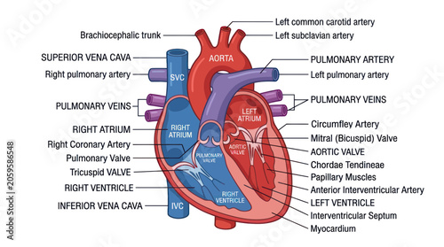 Tableau sur toile Human heart anatomy diagram with chambers and valves
