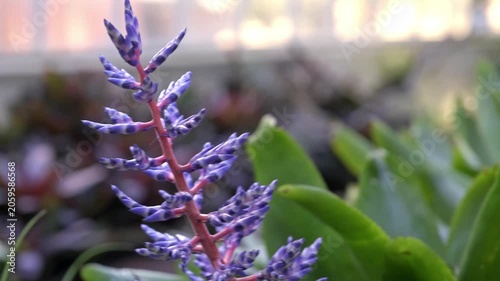 Close-up of a colorful tropical Aechmea Blue Tango flower with vivid blue and pink blossoms