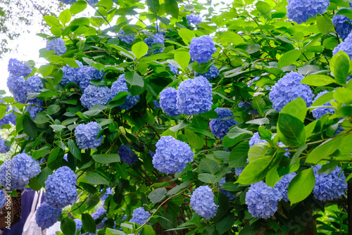満開の紫陽花