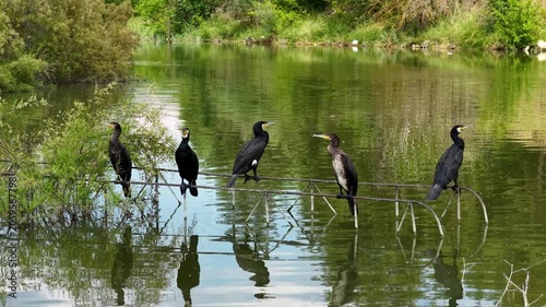 Five cormorants of the species Phalacrocorax carbo (Great Cormorant) perched on a metal pier by a lake, drawing attention with their reflections on the water.