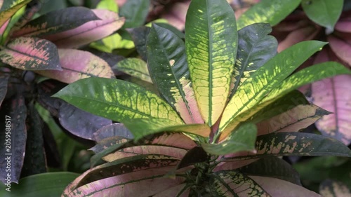 Close-up of the motley Codium also known as Croton