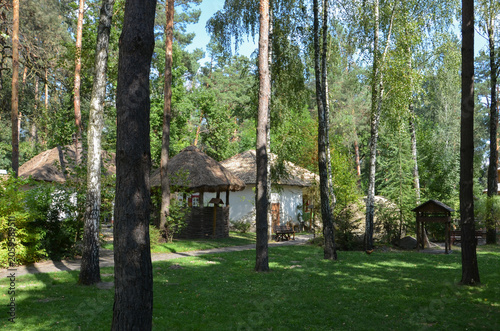 Sunny forest clearing with traditional wooden houses and thatched roofs in an ethnographic open-air museum, green grass and tall pine trees