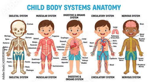Foto Educational child body systems anatomy diagram with internal organs