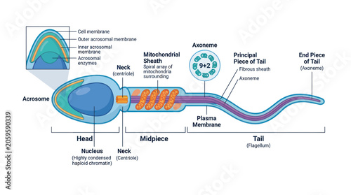 Foto Human sperm cell structure diagram with detailed labeled anatomy