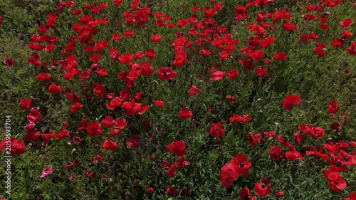 Bright red poppies bloom across wide meadow while insects fly among flowers in warm sunlight and clear weather