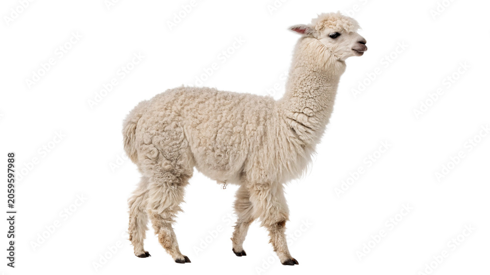 Αυτοκόλλητο Full length profile view of wild young alpaca walking isolated on transparent ba