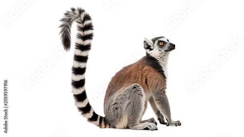 Photography Beautiful wild ring tailed lemur animal sitting full length profile isolated on