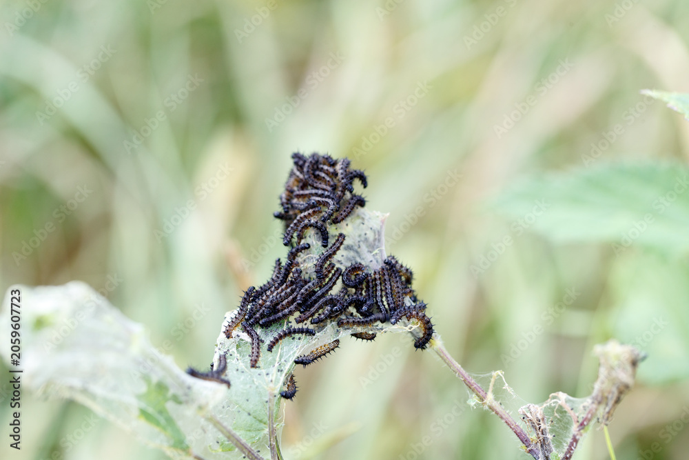 Fototapeta premium Aglais io caterpillars on a leaf in summer