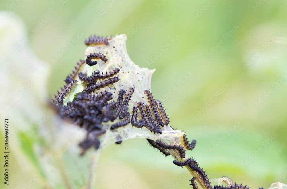 Fototapeta premium Aglais io caterpillars in a web on the leaf