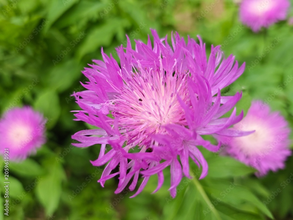 Fototapeta premium Macro shot of a single beautiful pink cornflower blooming in a garden.