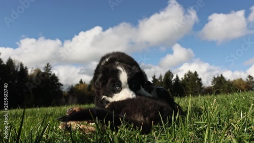 A black cat is playing with a kitten in a grassy field