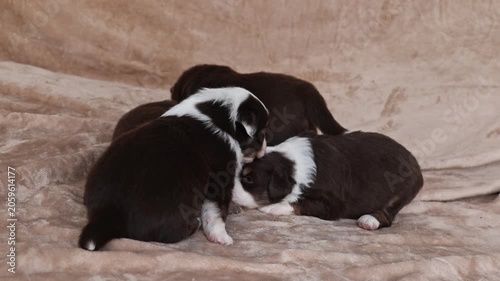 A group of puppies are laying on a bed