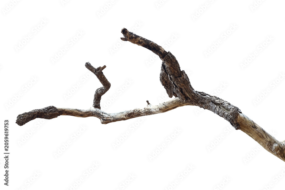 Fototapeta premium Dead branch with cracked bark isolated on transparent background.