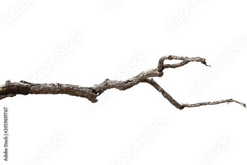 Dead branch with cracked bark isolated on transparent background.