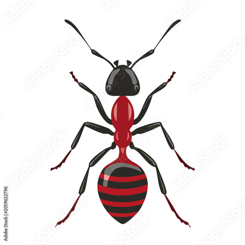 Red and black ant illustration on white background