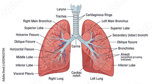 Tableau sur toile Human lungs anatomy with labeled parts.