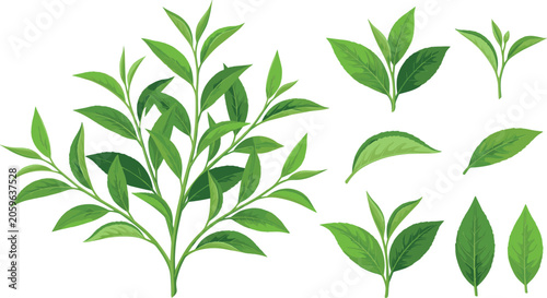 Bild auf Leinwand Fresh Green Tea Leaves and Branch Vector Set Featuring Single Leaf Clusters Spro