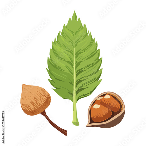 Hazelnut Leaf and Nuts Flat Illustration