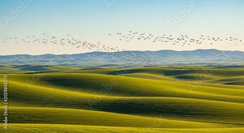 A Serene Migration - Flock of Birds Soars Over Sun-Kissed Rolling Green Hills.