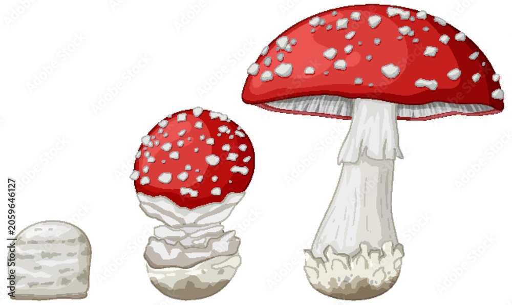 Naklejka premium Growth Stages of Amanita Muscaria Fly Agaric Mushroom Vector Illustration