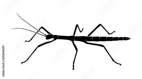 Εκτύπωση καμβά Detailed illustration of a praying mantis.