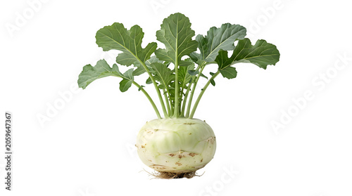 Fresh kohlrabi root vegetable with green leaves kohlrabi vegetable nutrition agriculture ingredient vegetarian isolated botanical culinary superfood wellness prepared nutritious