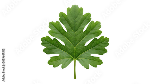 Single fresh green leaf of mulberry tree with mulberry isolated environmental forestry botanical structure freshness vegetation woodland agriculture sustainability greenery