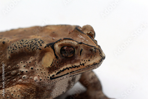 Foto Macro shot to the eye of thai toad,Big bony headed toad or Spadefoot frog or Buffalo toad