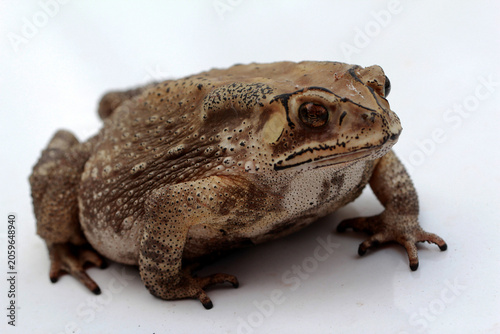 Bild auf Leinwand Macro close-up Thai toad