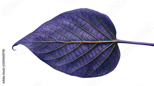 Dark purple leaf isolated with visible texture and veins botanical isolated biological botanics greenery environment ornamental decorative botanist plantlife