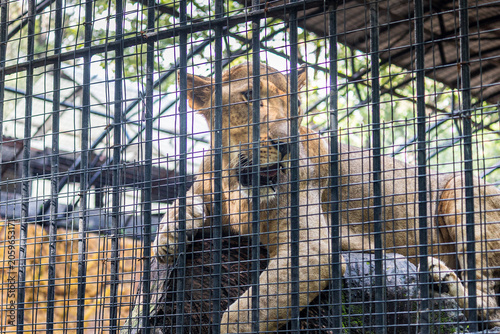 Photography This wild animal should be placed in a very strong iron cage, or to be fair, it
