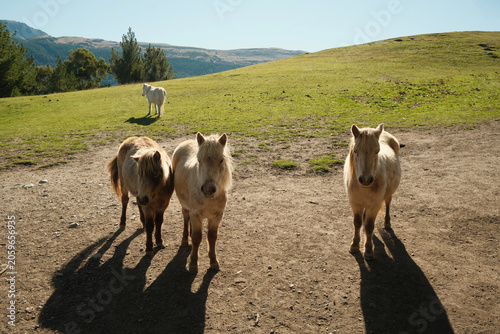 Fotografie Three Shetland Ponies Walking Towards Camera on Alpine Hillside, Deer Park Heigh