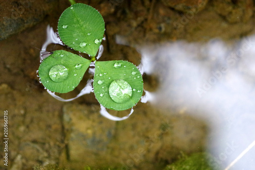 rosée sur feuille de trèfle qui flotte
