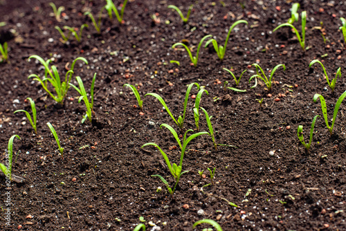 Fresh spinach seedlings sprouting with slender green leaves in a kitchen garden.