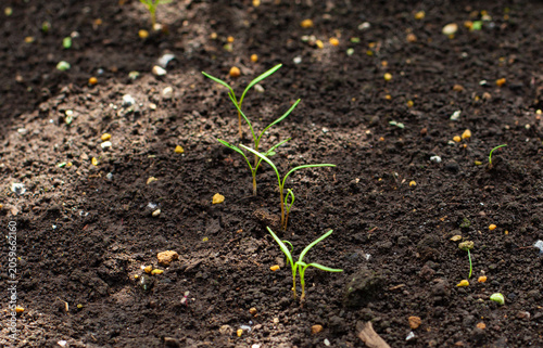 Fresh spinach seedlings sprouting with slender green leaves in a kitchen garden.