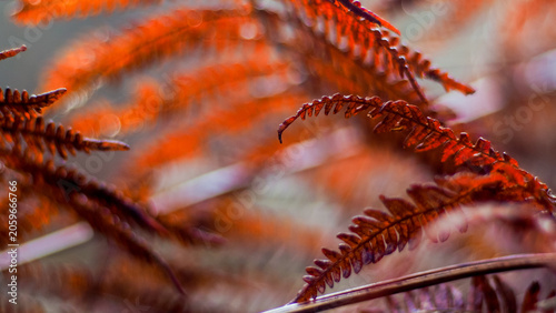 Macro de fougères rouges, par temps pluvieux
