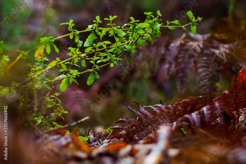 Macro de fougères rouges, par temps pluvieux