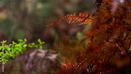 Macro de fougères rouges, par temps pluvieux