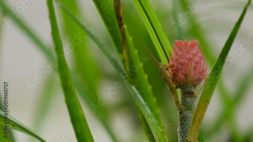 close up of ornamental pineapple planted in the yard