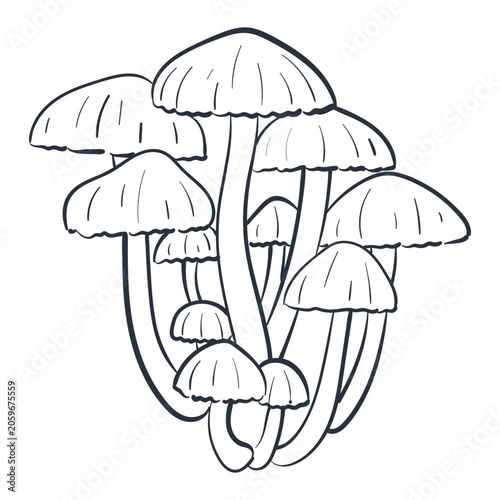 Vector hand drawn wild mushrooms cluster with ink outlines. Minimalist forest botany element doodle isolated on white background for autumn restaurant menu packaging design recipe book print and organ