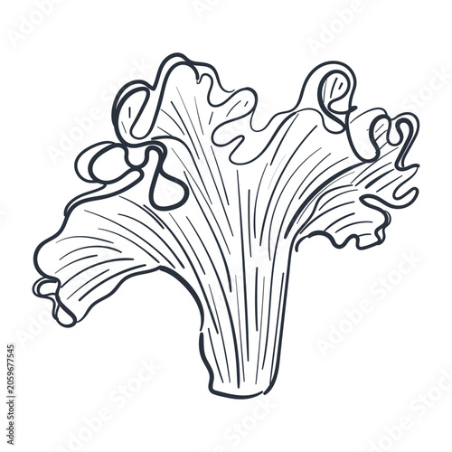 Vector hand drawn chanterelle mushroom with ink outlines. Minimalist forest fungus botany element doodle isolated on white background for autumn restaurant menu packaging design recipe book print and 