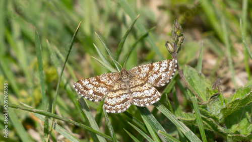 Schilderij op canvas Bio Diversity - Ematurga atomaria - Brown Marbled Moth