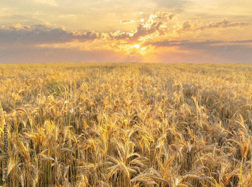 Fototapeta premium Field of ripening rye ears at sunset or sunrise time. Rye field on summer time