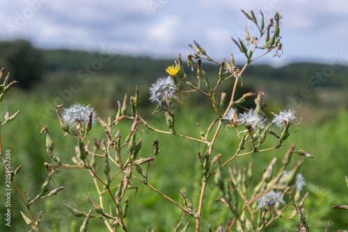 Fotografía Prickly lettuce and compass plant grow in a field with small yellow flowers and